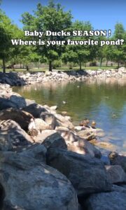 Baby Duck Season – Where to Find Ducklings!