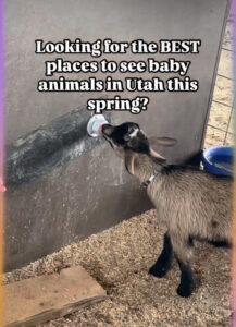 Baby Animal Farms in Utah Spring